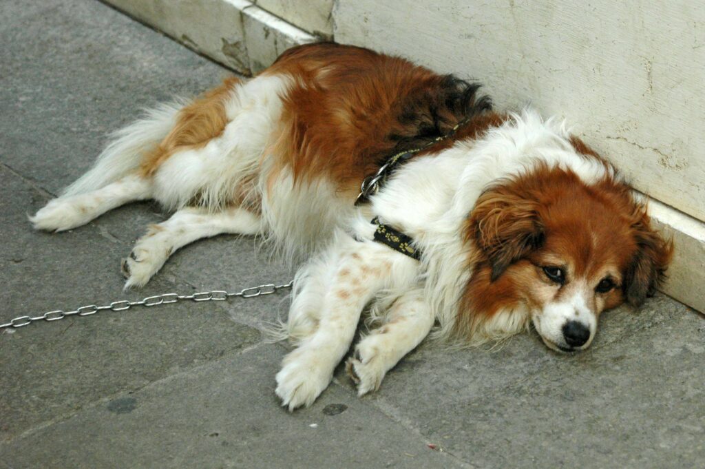 signs of heatstroke in dogs
symptoms of heat exhaustion
what to watch for in summer