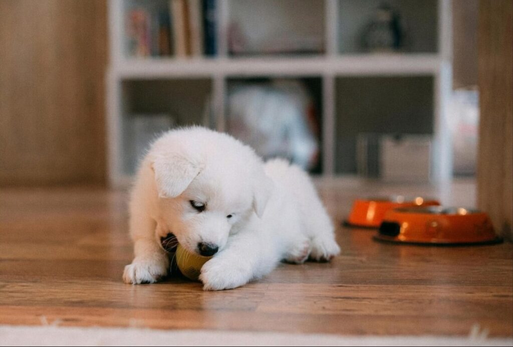 how to stop puppy biting and
behavior problems at home