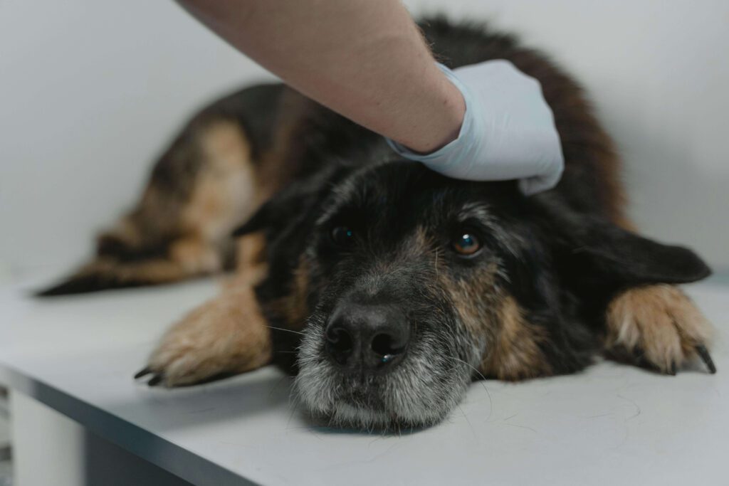 veterinarian examining dog skin
problems when to consult a vet