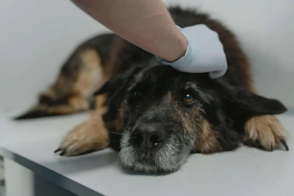 veterinarian examining dog skin
problems when to consult a vet