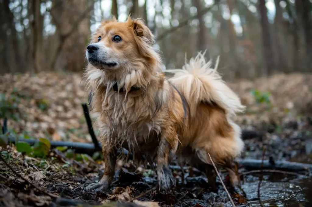 active dog playing outside getting dirty