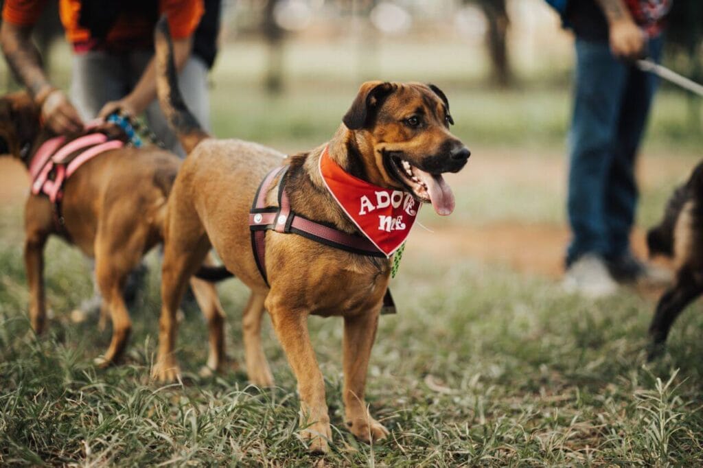 adopting best family dog from
shelter vs breeder considerations
before bringing home a new dog
