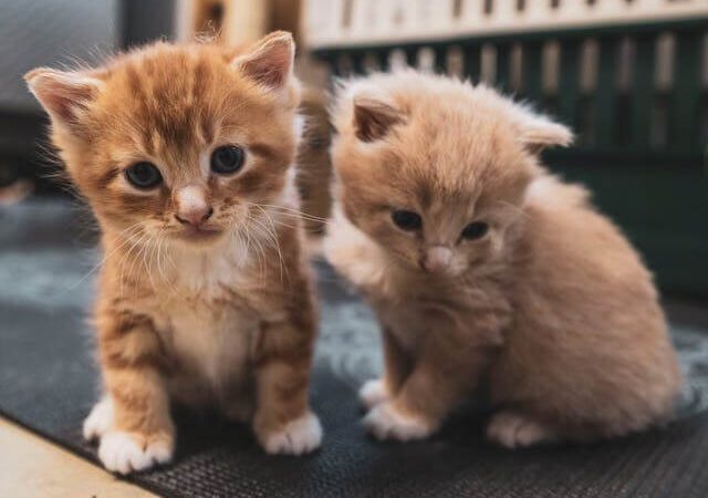 Best Cat Food for Healthy Growth in 2026: Top Kitten Foods for Muscle, Brain & Bone Development