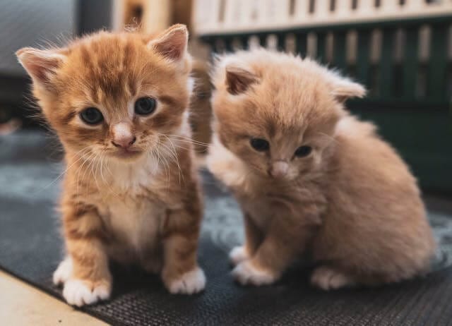 Best Cat Food for Healthy Growth in 2026: Top Kitten Foods for Muscle, Brain & Bone Development