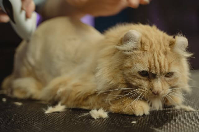 best cat grooming tools review
2026 budget vs premium options
furminator and slicker brush