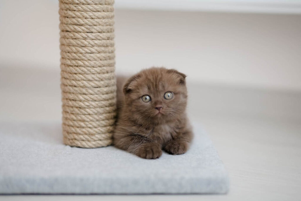 best cat scratching post products
2026 sisal vertical post for
stopping furniture scratching