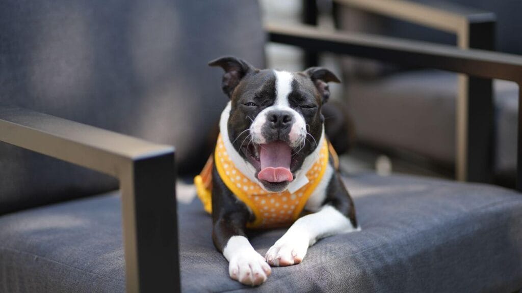 best cooling products for
heat stroke prevention in dogs
2026 mats vests and bandanas