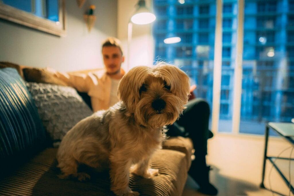 best dog breeds for families
living in apartments small
breeds that thrive in city homes