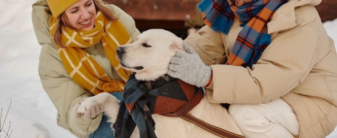 Best Dog Breeds for Families in 2026: Top 12 Family-Friendly Dogs for Kids & Busy Homes
