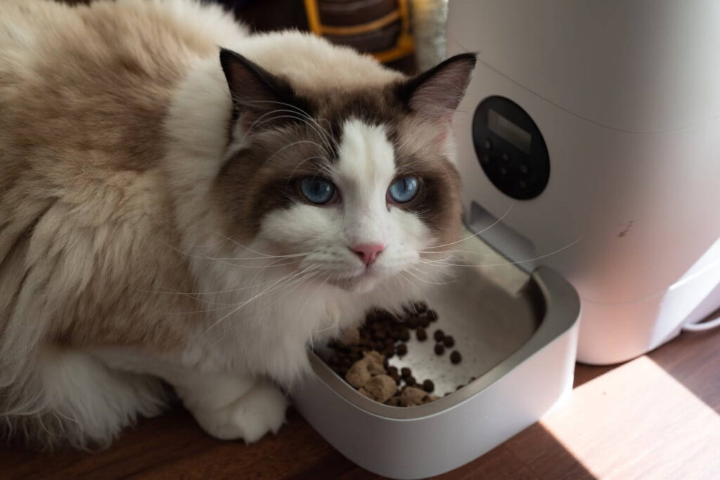 best food for new cats and
kittens feeding guide for
beginner cat owners