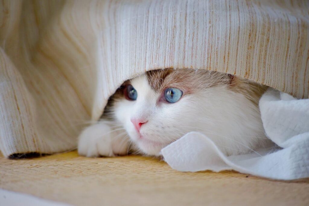 new cat hiding under bed
during first days at home
adjustment period guide