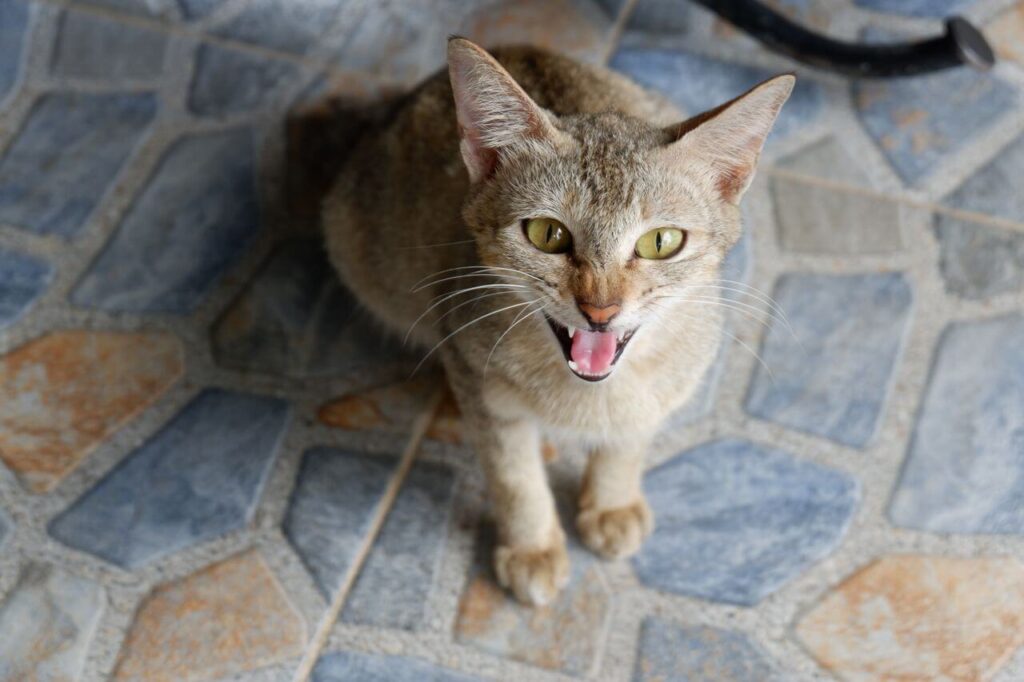 cat aggression warning signs
body language solutions for
aggressive cat behavior problems 