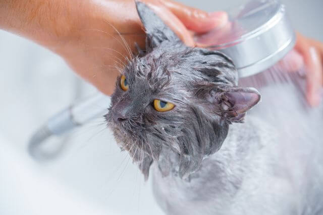 cat bathing tips at home
dry bath and water bath
stress free method beginners