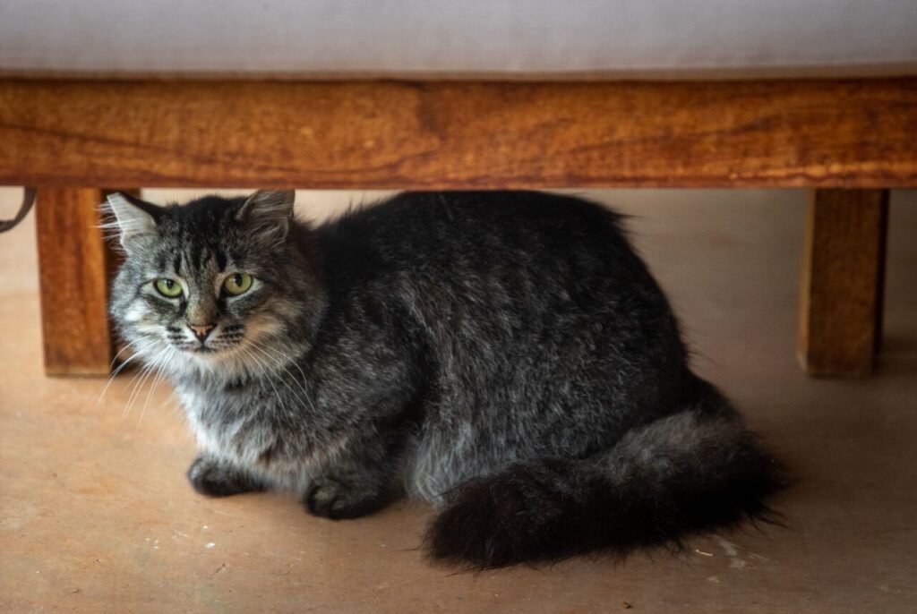 stressed anxious cat hiding
root causes of cat behavior
problems stress and anxiety