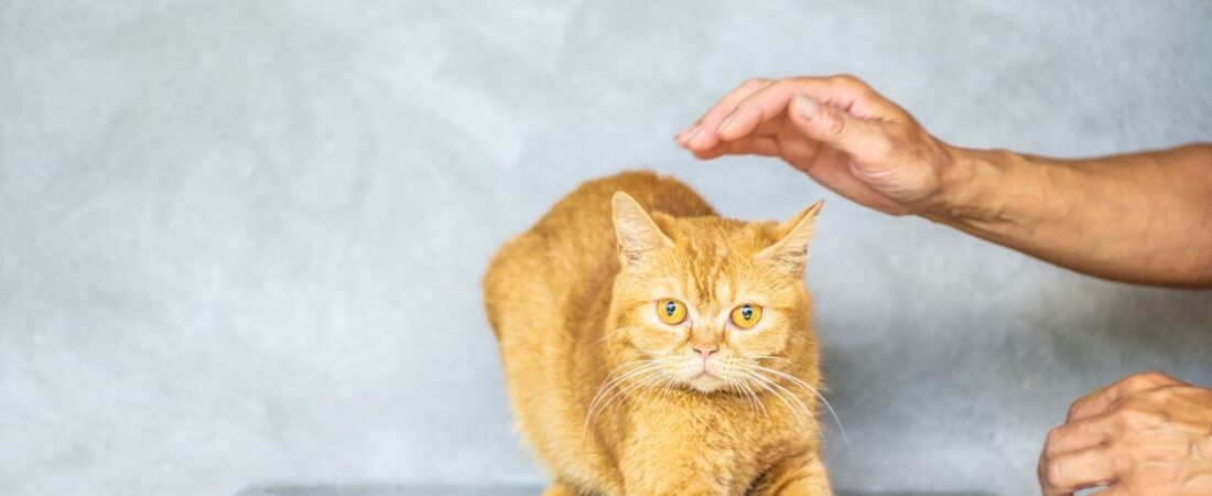 Cat Behavior Problems Solutions 2026: Fix Common Issues Fast & Humanely