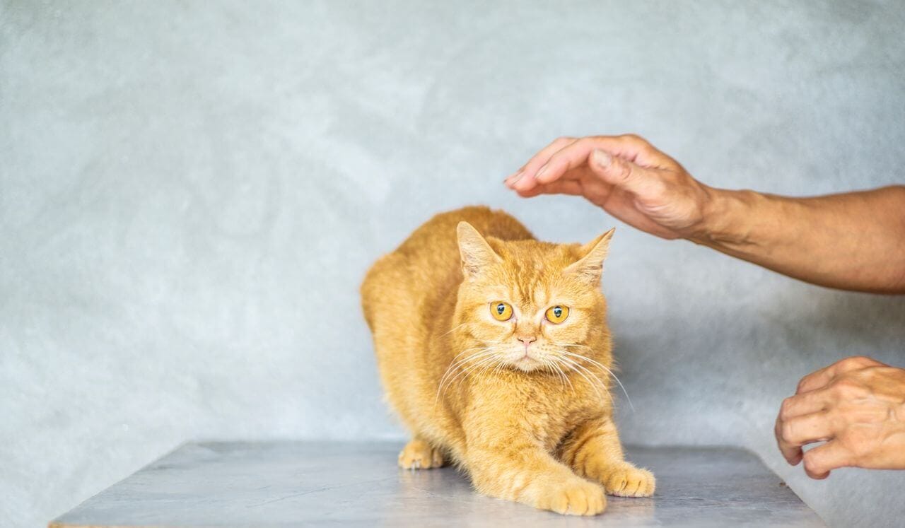 Cat Behavior Problems Solutions 2026: Fix Common Issues Fast & Humanely