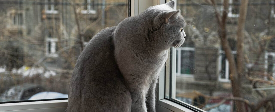 Cat Care Guide for Beginners 2026: Complete Guide for First-Time Cat Owners