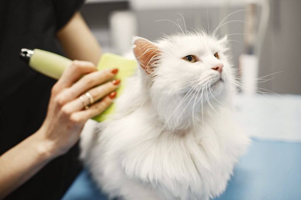 owner grooming cat brushing
nails and bathing guide for
beginner cat owners