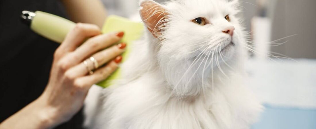 Cat Grooming Tips at Home in 2026: Complete Stress-Free Guide for Beginners