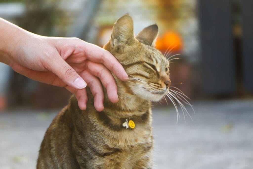 cat head bunting and cheek
rubbing owner sign of love
and affection