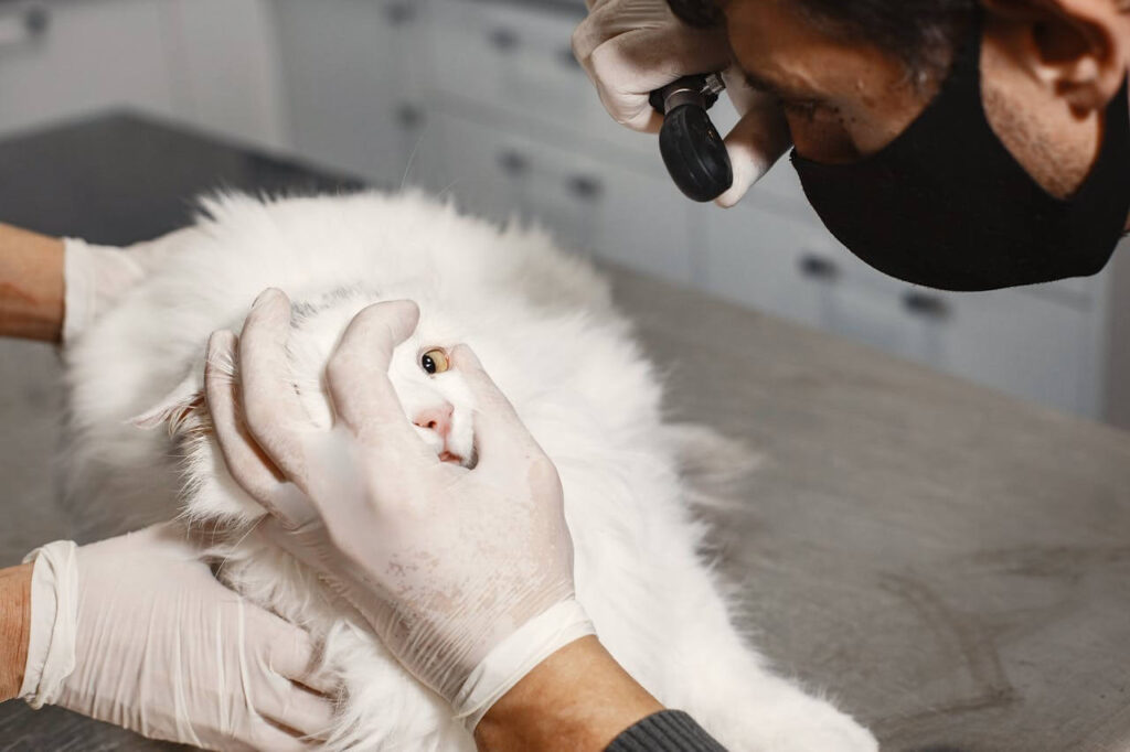 cat health and vet care guide
for beginners first vet visit
checklist vaccinations