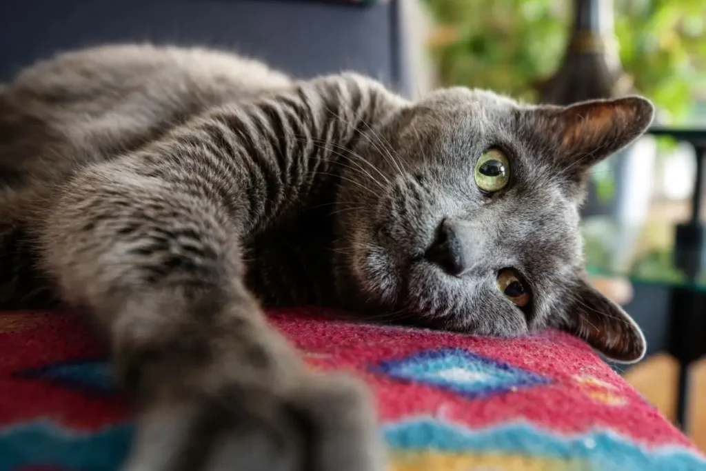 cat kneading making biscuits
sign of love and trust
affection toward owner