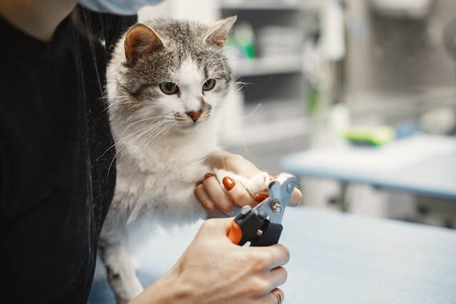 cat nail trimming tips at home
without stress step by step
safe technique for beginners