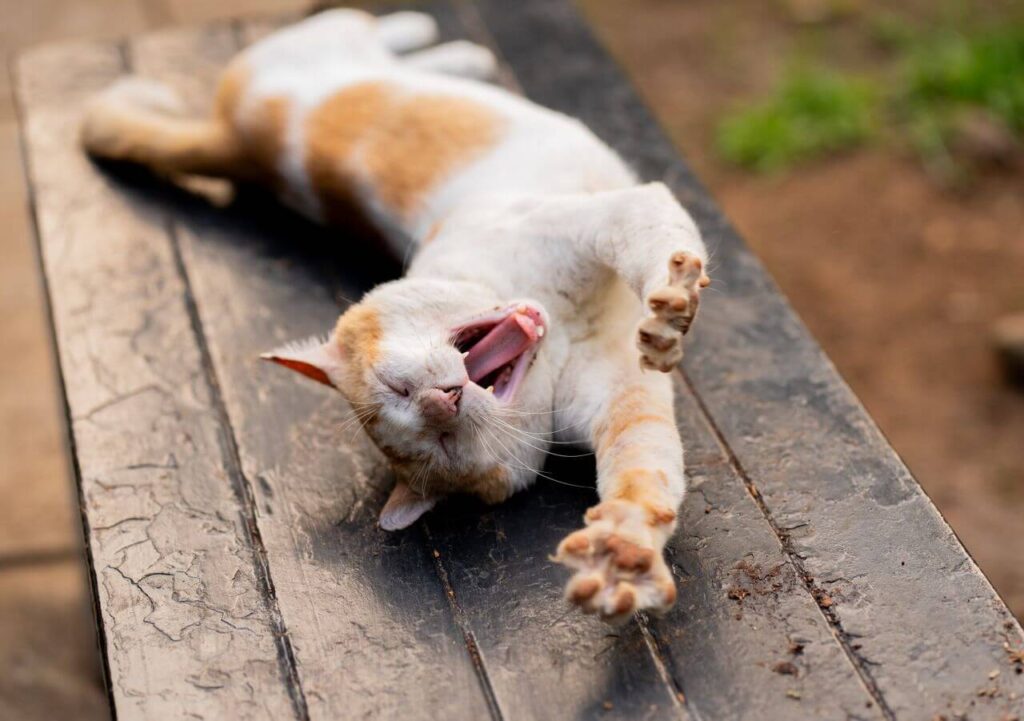 cat scratching as natural
behavior instinct for claw
maintenance and stretching