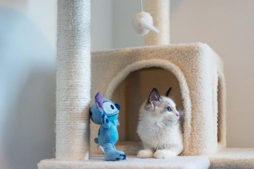 choosing the right cat scratching
post height sisal texture and
stability comparison guide