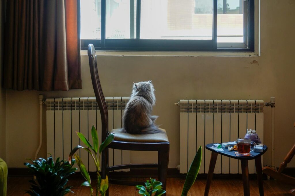 cat separation anxiety causes
and solutions indoor cat
waiting alone at home