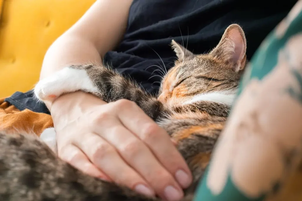 cat sleeping on owner sign of
deep love and trust cats show
affection by sleeping close