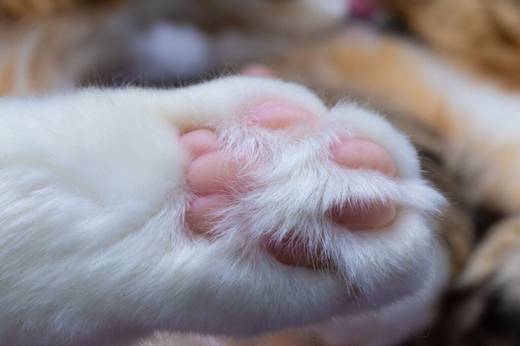 cat paw scent glands used for
territory marking through
scratching furniture surfaces