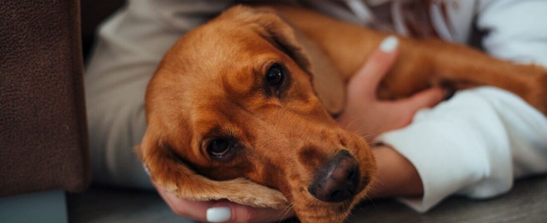Common Pet Health Problems in 2026: Signs, Prevention & Treatment for Dogs and Cats