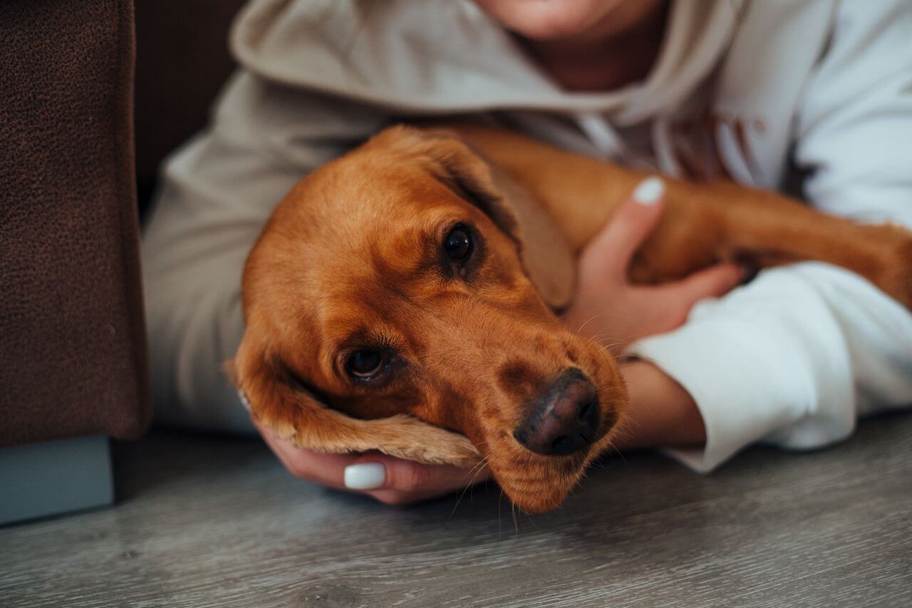 Common Pet Health Problems in 2026: Signs, Prevention & Treatment for Dogs and Cats