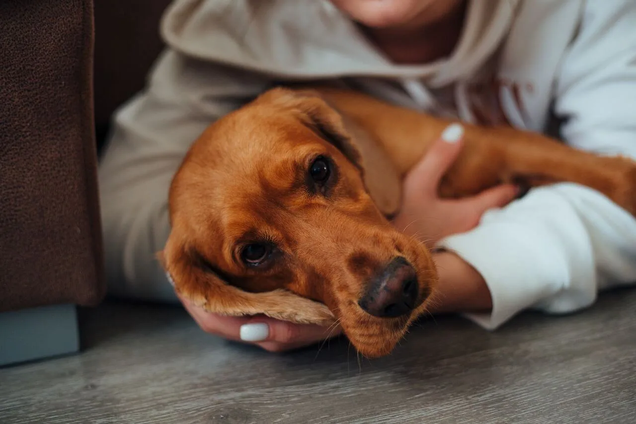 Common Pet Health Problems in 2026: Signs, Prevention & Treatment for Dogs and Cats