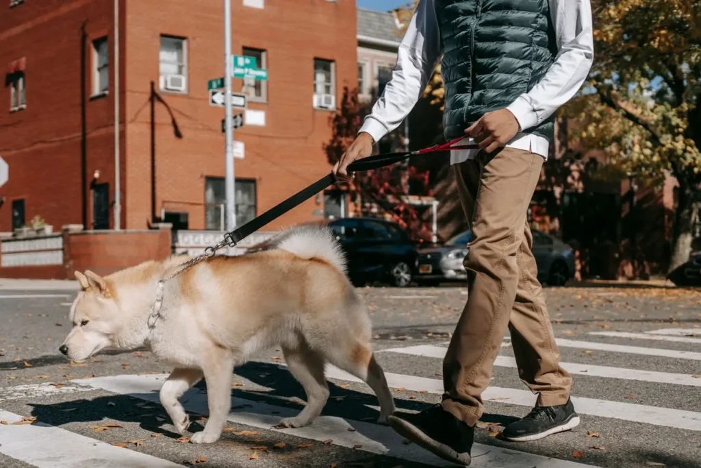 daily senior dog care routine
low impact exercise and gentle
walks for older dogs