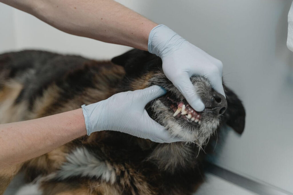 dental problems in dogs and cats bad breath tartar and gum disease prevention tips