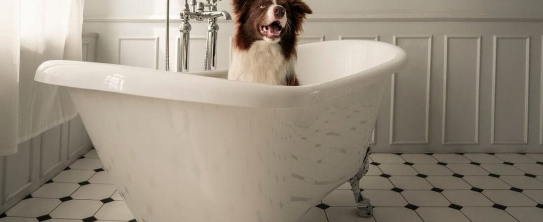 How Often Should You Bathe a Dog? Complete 2026 Guide
