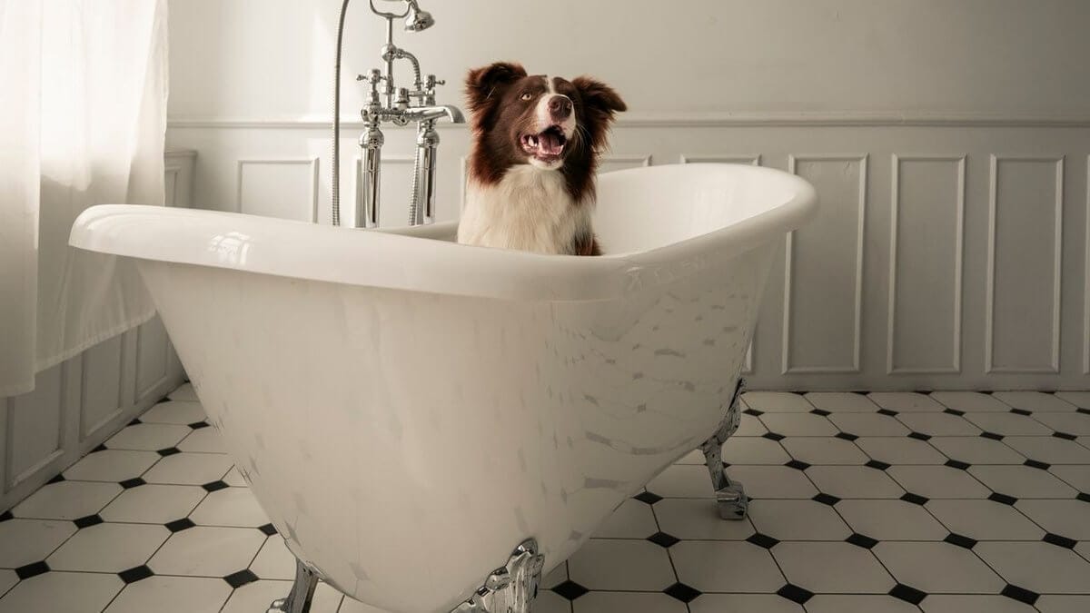 How Often Should You Bathe a Dog? Complete 2026 Guide