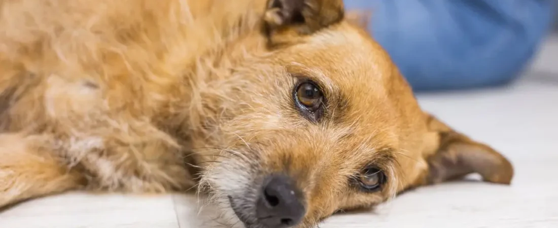 Dog Dehydration Symptoms: How to Tell If Your Dog Is Dehydrated (Early Signs & Treatment)