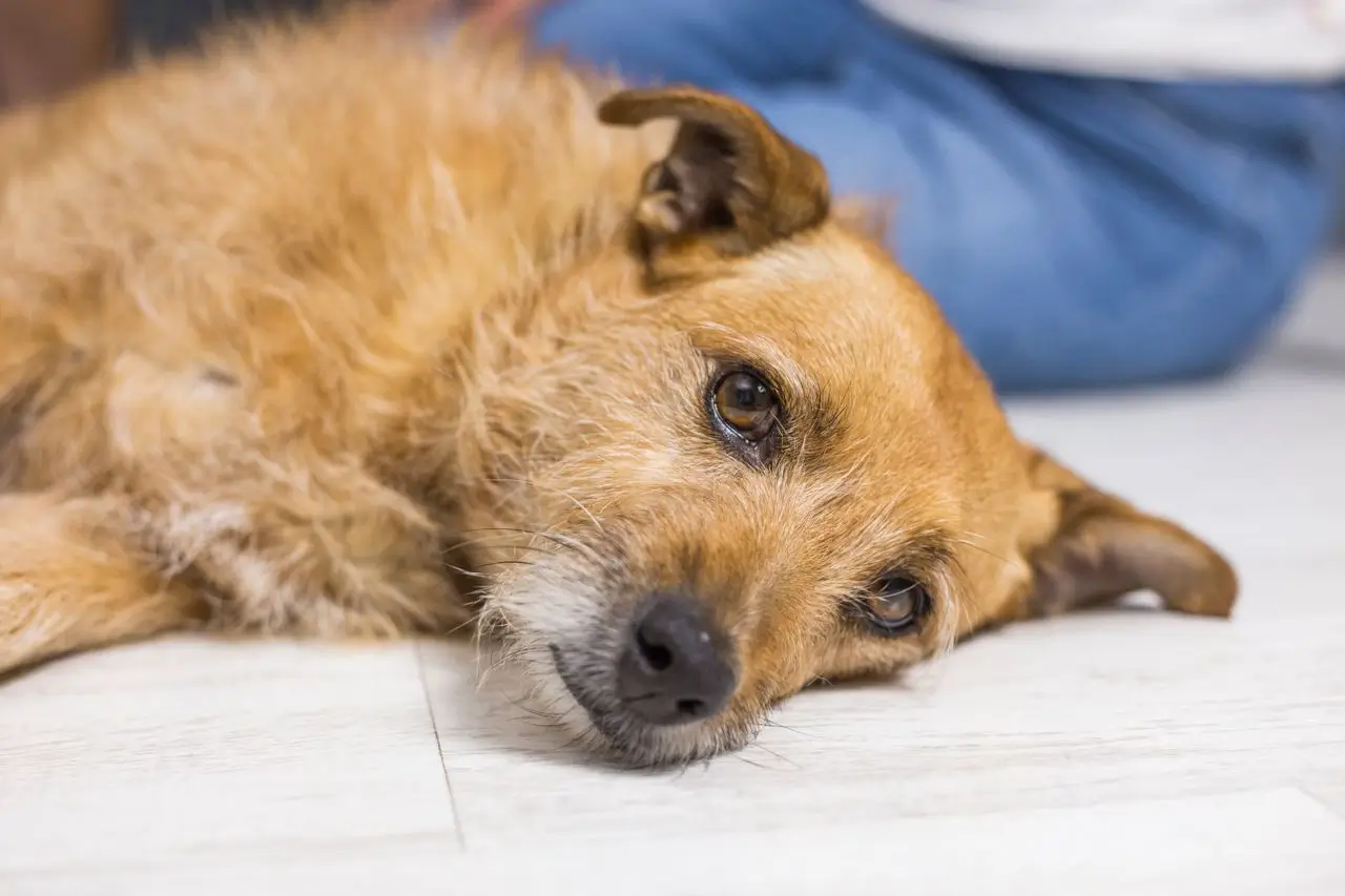 Dog Dehydration Symptoms: How to Tell If Your Dog Is Dehydrated (Early Signs & Treatment)