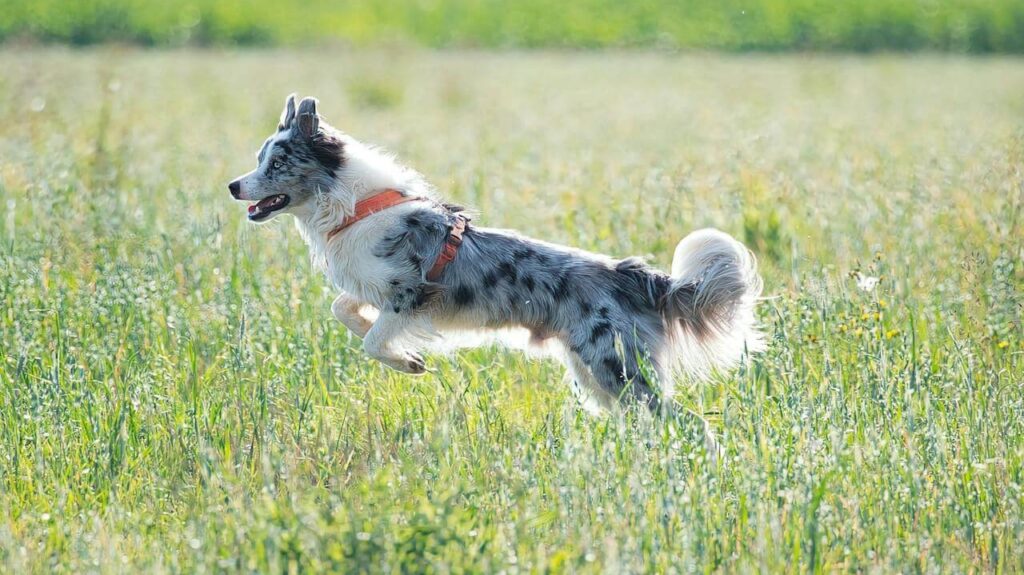 high energy dog breed exercise
needs daily routine border collie
labrador german shepherd