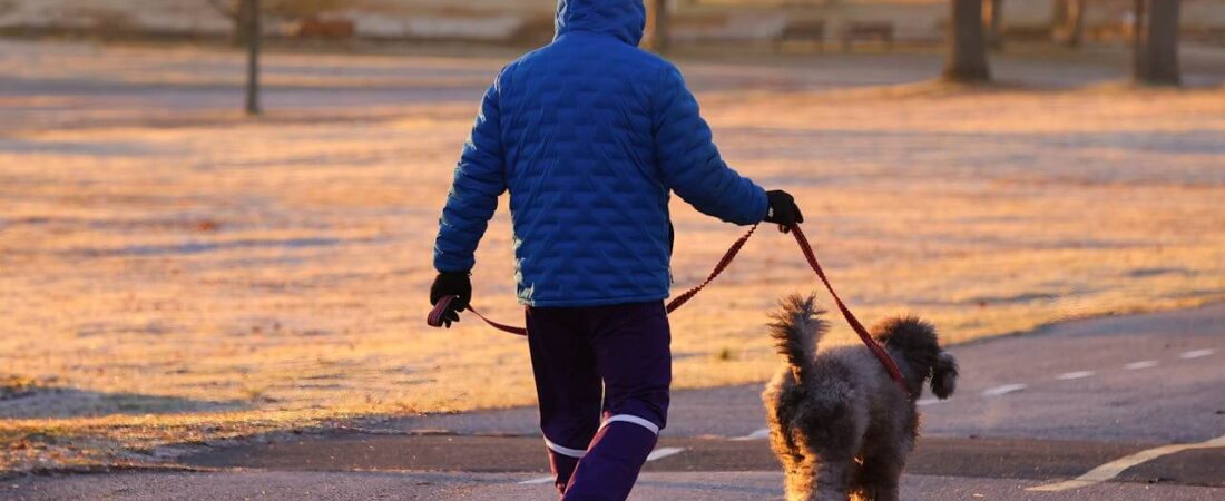 Dog Exercise Routine Guide 2026: How Much Exercise Does Your Dog Need Daily?