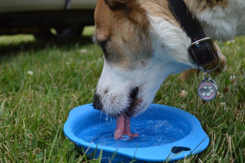 dog hydration tips for Texas
and Florida summer heat how
much water dogs need