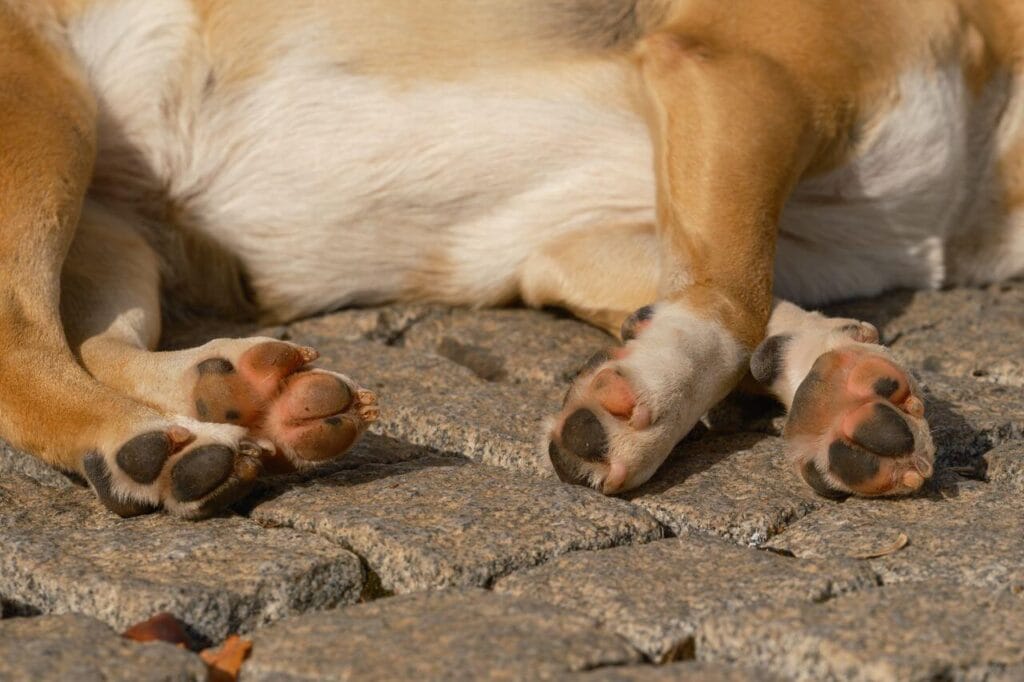 protecting dog paws from hot
pavement Texas Florida summer
walking safety tips