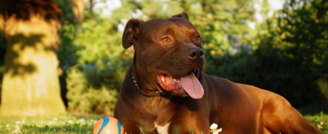 Dog Summer Care Tips for Texas & Florida Heat 2026: Prevent Heatstroke & Keep Your Dog Safe