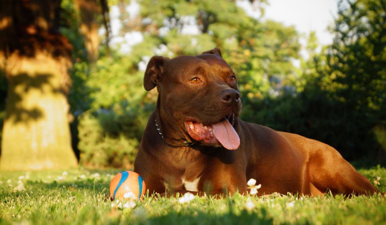 Dog Summer Care Tips for Texas & Florida Heat 2026: Prevent Heatstroke & Keep Your Dog Safe