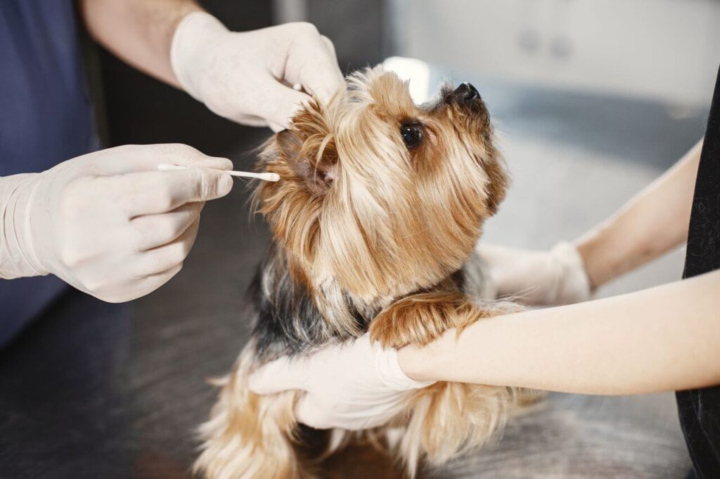 ear infections in dogs and cats
common pet health problem signs
and prevention weekly ear checks
