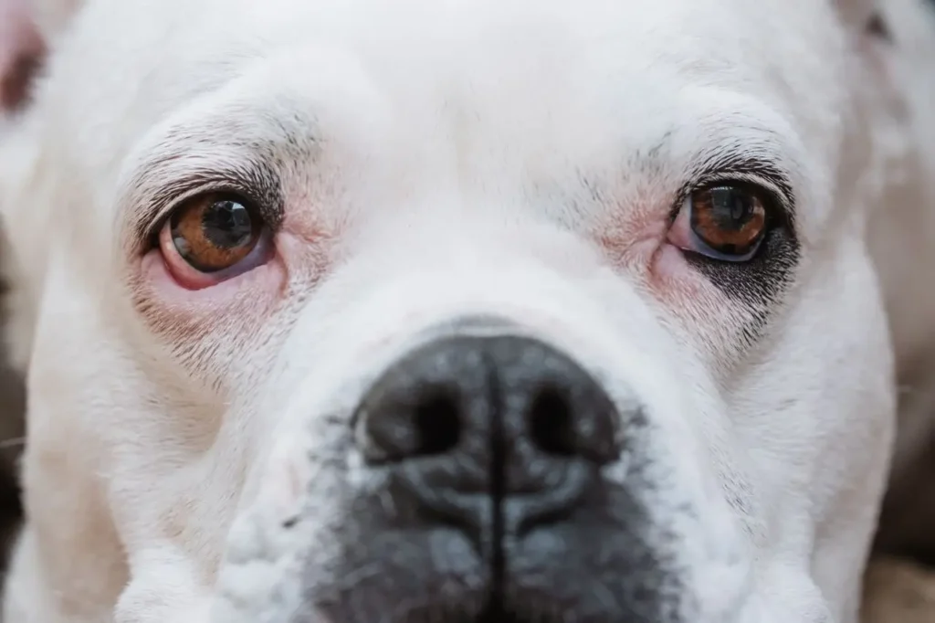 early dog dehydration symptoms
mild signs dull eyes and dry
nose to watch for