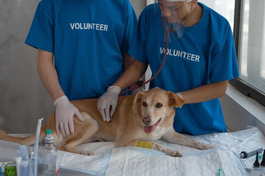 emergency vet costs in USA
average prices for urgent
and after hours pet care 2026